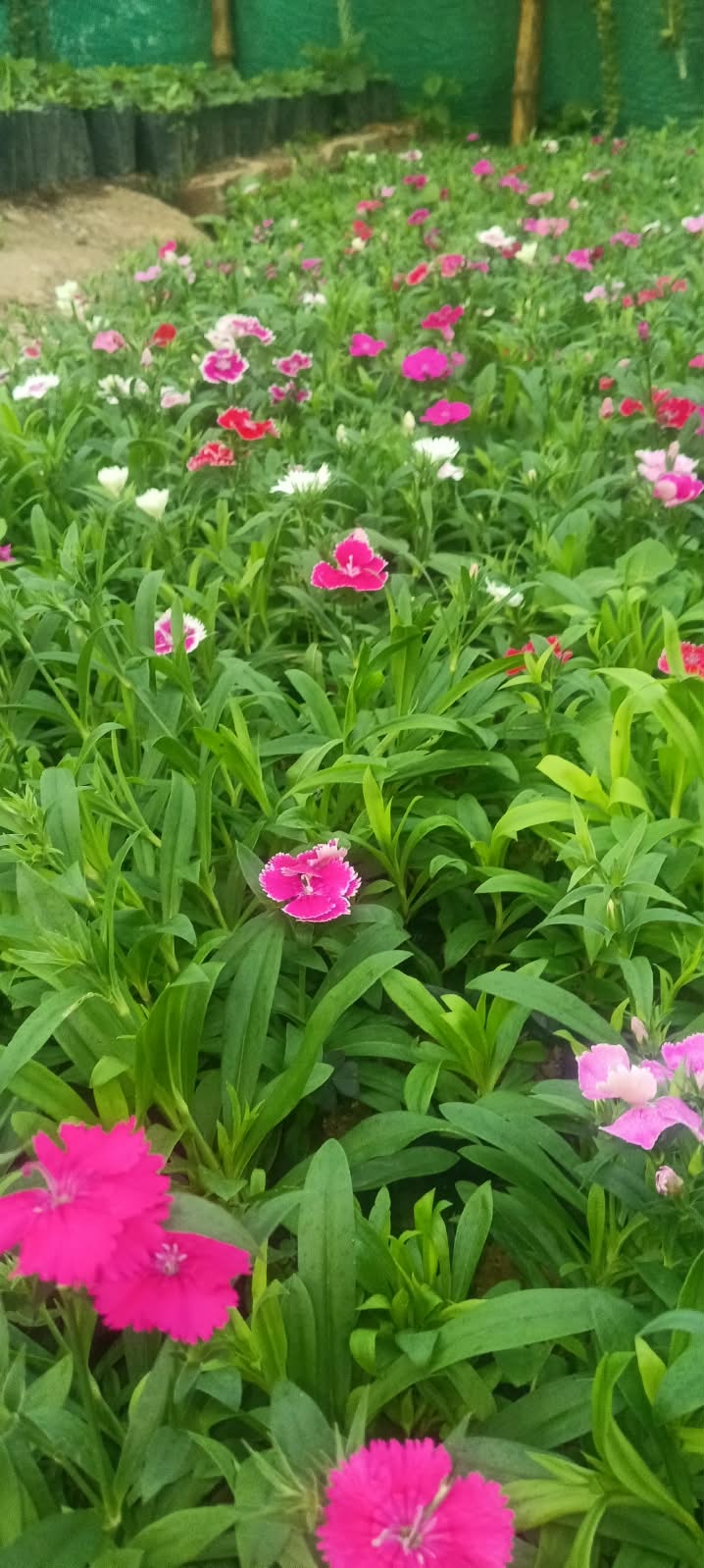 Dainths — Sugandha Farms & Nursery